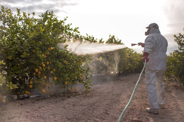 Best Wasp Removal Services  in Billings, MT