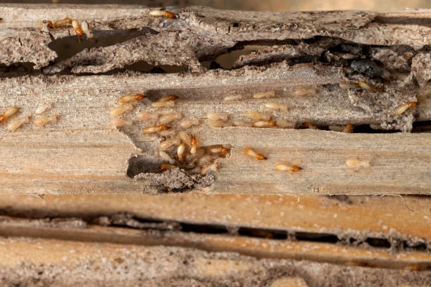 Best Rat Extermination Near Me  in Billings, MT
